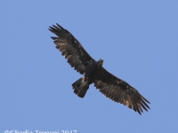 0J6A0151Golden_Eagle_Florida_Canyon