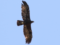 0J6A0155Golden_Eagle_Florida_Canyon