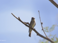 0J6A0156Western_Wood-Pewee