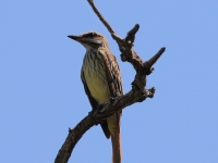 0J6A0170Sulfur-bellied_Flycatcher