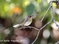 0J6A0189Rufous-capped_Warbler_Florida_Canyon