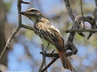 0J6A0253Sulfur-Bellied_Flycatcher