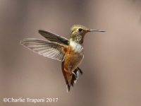 0J6A0295Rufous_Hummingbird