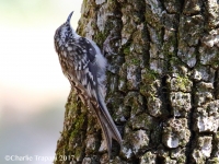 0J6A0316Brown_Creeper_Madera_Canyon