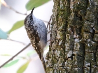 0J6A0320Brown_Creeper_Madera_Canyon