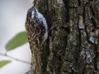 0J6A0323Brown_Creeper_Madera_Canyon