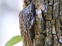 0J6A0326Brown_Creeper_Madera_Canyon