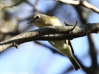 0J6A0380Cassin's_Vireo