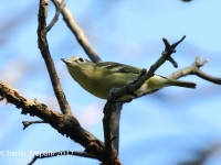 0J6A0392Cassin's_Vireo