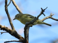0J6A0396Cassin's_Vireo
