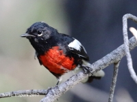 0J6A0407Painted_Redstart