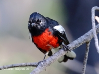 0J6A0422Painted_Redstart