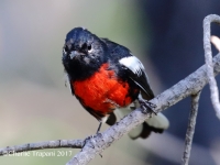 0J6A0422Painted_Redstart