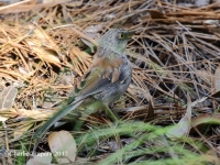 0J6A0435Yellow-Eyed_Junco