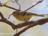 0J6A0442Hutton's_Vireo