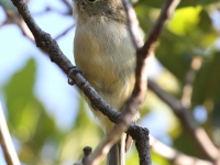 0J6A0452Hutton's_Vireo