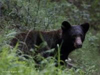 0J6A0482Madera_Canyon_Black_Bear