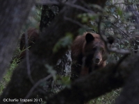 0J6A0493Madera_Canyon_Black_Bear