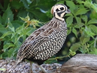 0J6A0556Montezuma_Quail_1