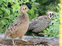 0J6A0565Montezuma_Quail_Santa_Rita