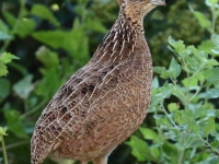 0J6A0568Montezuma_Quail