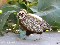 0J6A0602Montezuma_Quail