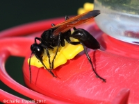 0J6A0640Tarantula_Hawk