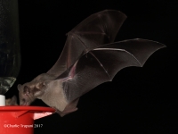 0J6A0675Mexican_Long-tounged_Bat