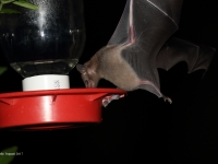 0J6A0685Lesser-Long-nosed_Bat