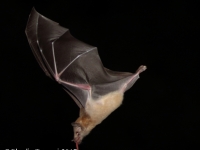 0J6A0707Mexican_Long-tounged_Bat