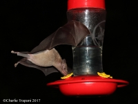 0J6A0710Mexican_Long-tounged_Bat