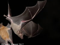 0J6A0730Lesser_Longed-Nosed_Bat