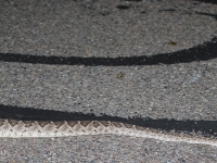 0J6A0755Western_Diamond-backed_Rattlesnake