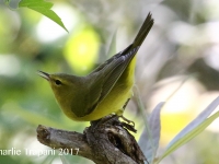 0J6A0843Orange-crowned_Warbler