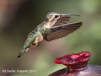 0J6A0920Lucifer_Hummingbird