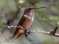 0J6A0972Rufous_Hummingbird