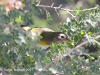 0J6A0995MacGillvray's_Warbler