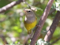 0J6A1005MacGillvray's_Warbler