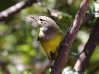 0J6A1007MacGillvray's_Warbler