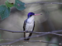 0J6A1049Violet-Crowned_Hummingbird