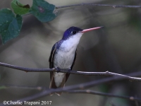 0J6A1056Violet-Crowned_Hummingbird