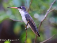 0J6A1088Violet-crowned_Hummingbird