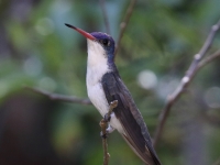 0J6A1090Violet-Crowned_Hummingbird