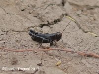 0J6A1147Black_Grasshopper