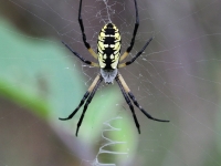 0J6A1169Golden-Orb_Weaver