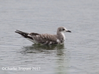 0J6A1289Sabine's_Gull