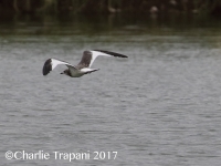 0J6A1323Sabine's_Gull