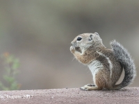 0J6A1363Antelope_Ground_Squirrel