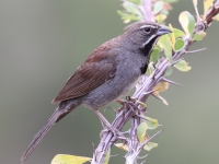 0J6A1483Five-Striped_Sparrow