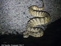 0J6A1514Tiger_Rattlesnake